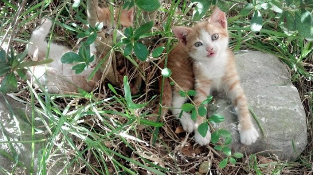 “速度与技巧!新都香城福乐球赛激烈进行”