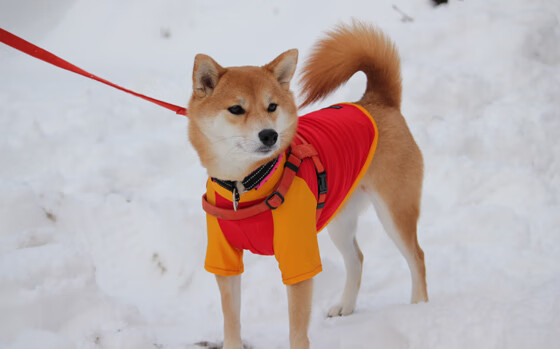 内线传球配合是否决定禁区得分效率,内线接球技巧