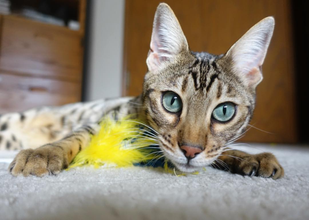 开云体育官网上-场馆节能改造结合智能照明系统推进，智能化场馆建设