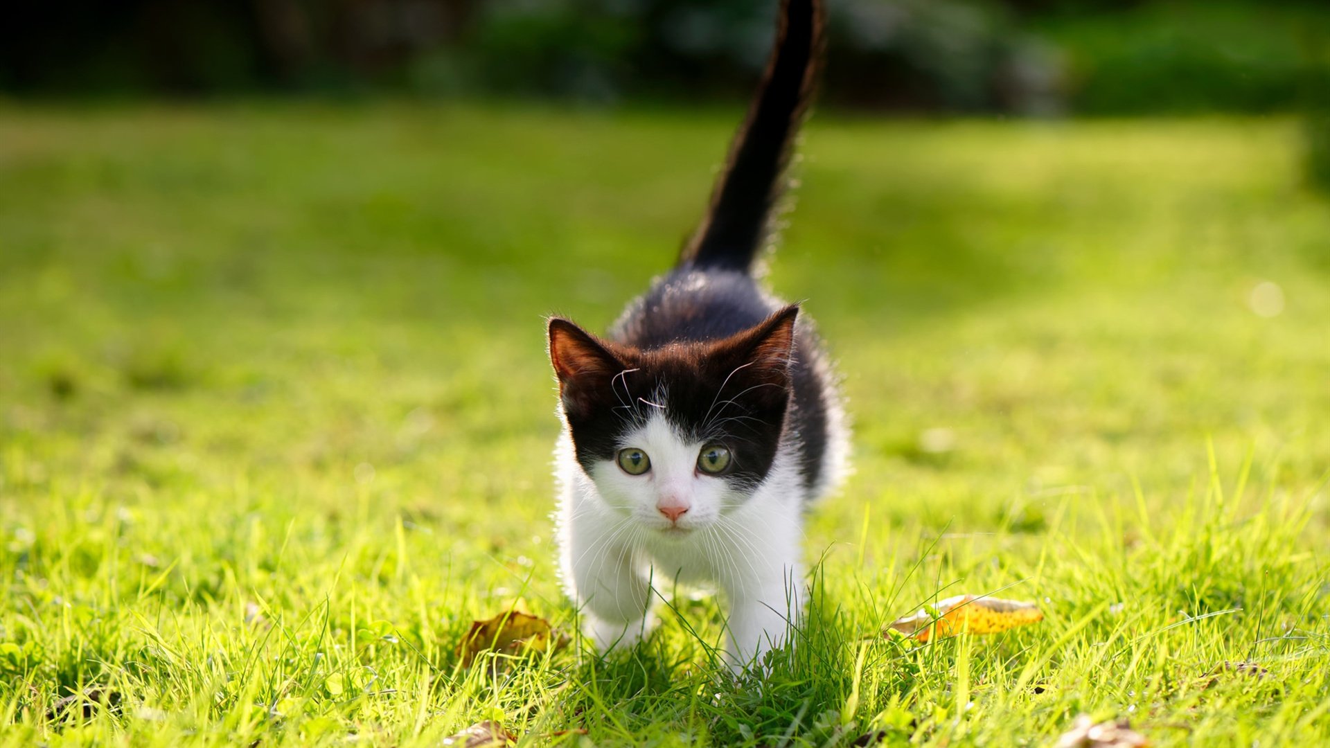 开云体育登录入口-基层赛事运营模式无法实现自负盈亏，赛事运行机制