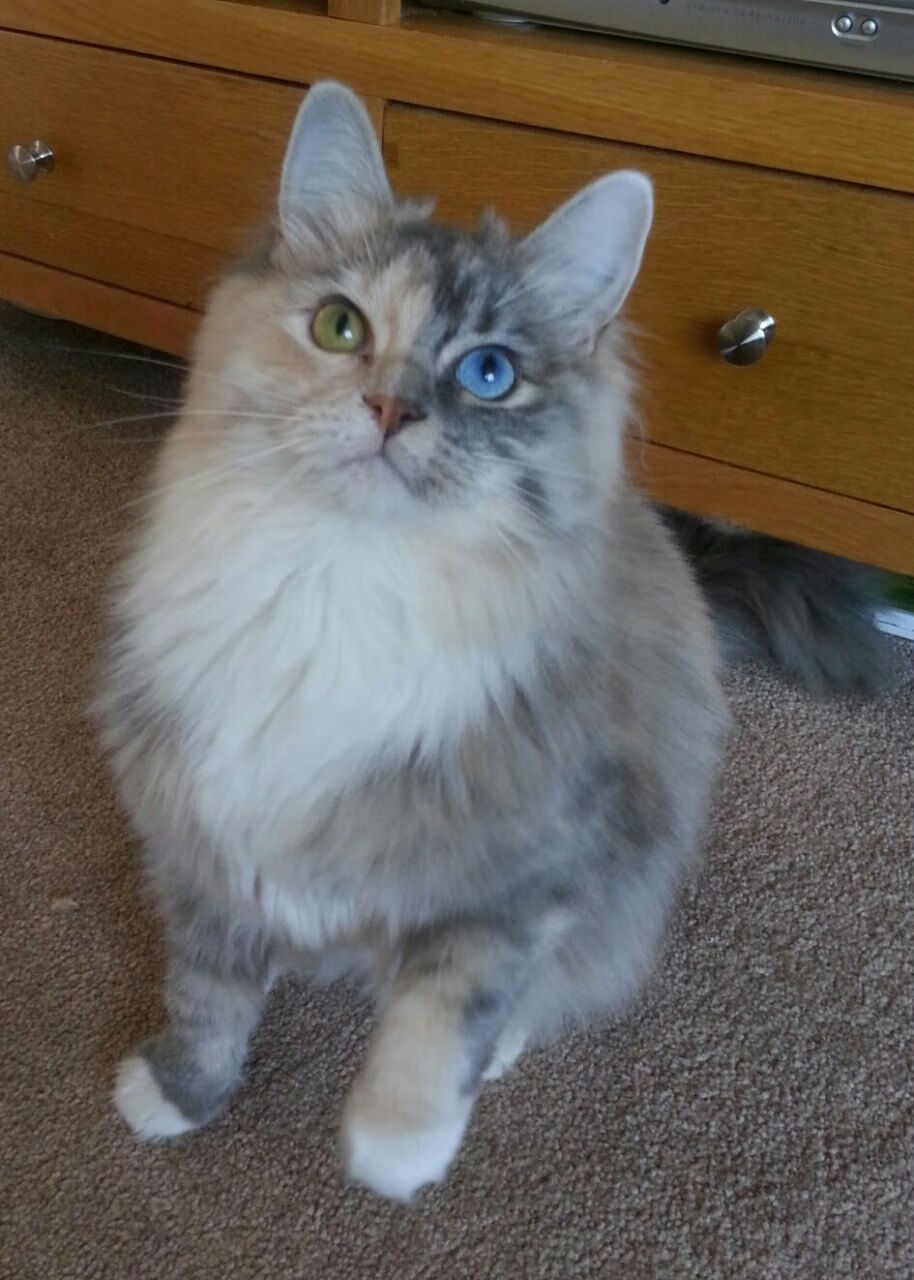 广东队利用暂停时间精准调整战术，广东队下场比赛时间