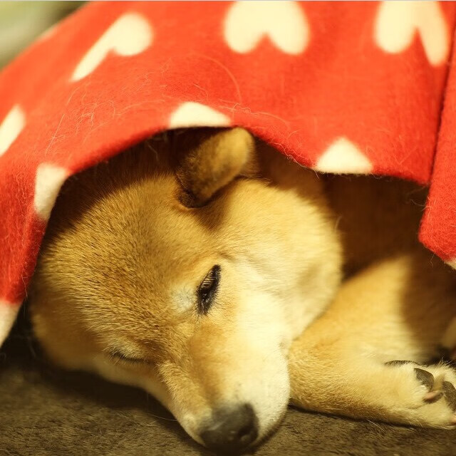 澳大利亚队的坚持与成长:国际乒联混合团体世界杯表现评估,澳大利亚乒乓球运动员最新情况