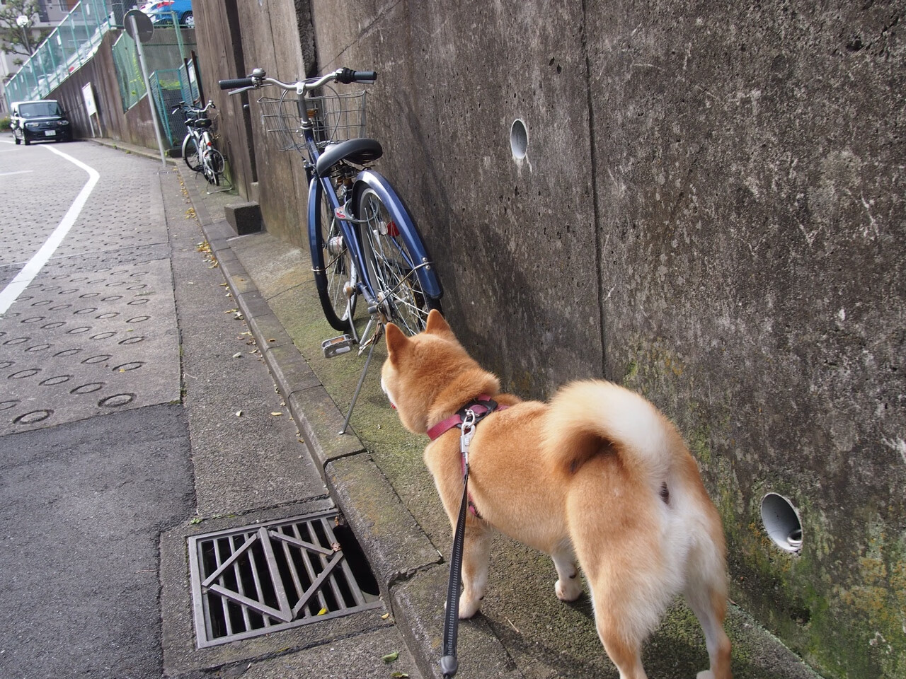 皇马0‑1小胜尤文,图多尔赛后坦言球队被热浪击溃