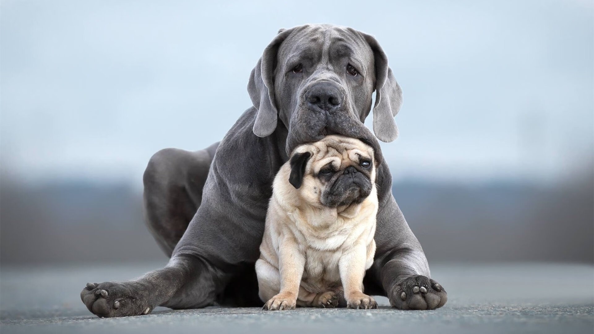 “安赫尔·巴尔博萨的技术突破与比赛决策，为美洲狮队带来更多进攻选择”