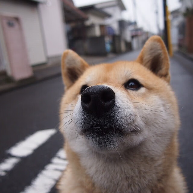 加纳男篮在非洲锦标赛上风采尽显，体育福音不断扩散，非洲加纳怎么样