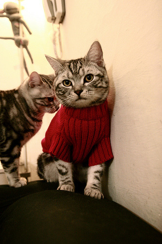 塔特在袋鼠队中的地位愈加重要，成为球队攻防核心