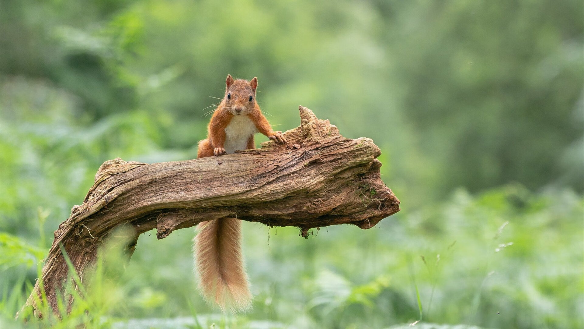 张雨霏赛场状态持续火热，张雨霏比赛现场