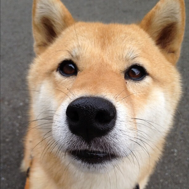 肯尼亚女篮在非洲锦标赛中表现出色,升向国际舞台