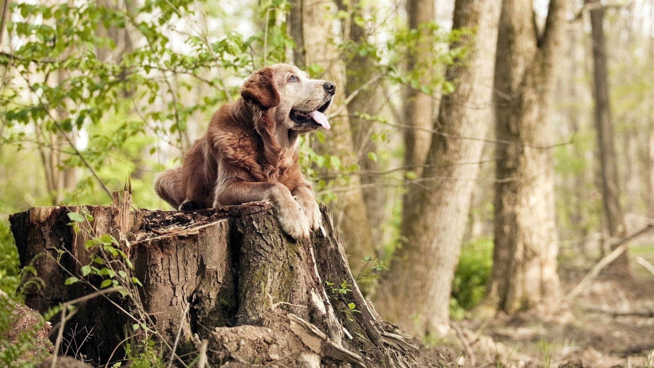 艾比·德尔福:南非队后防线的基石,确保球员们发挥稳定,艾比里德尔hp