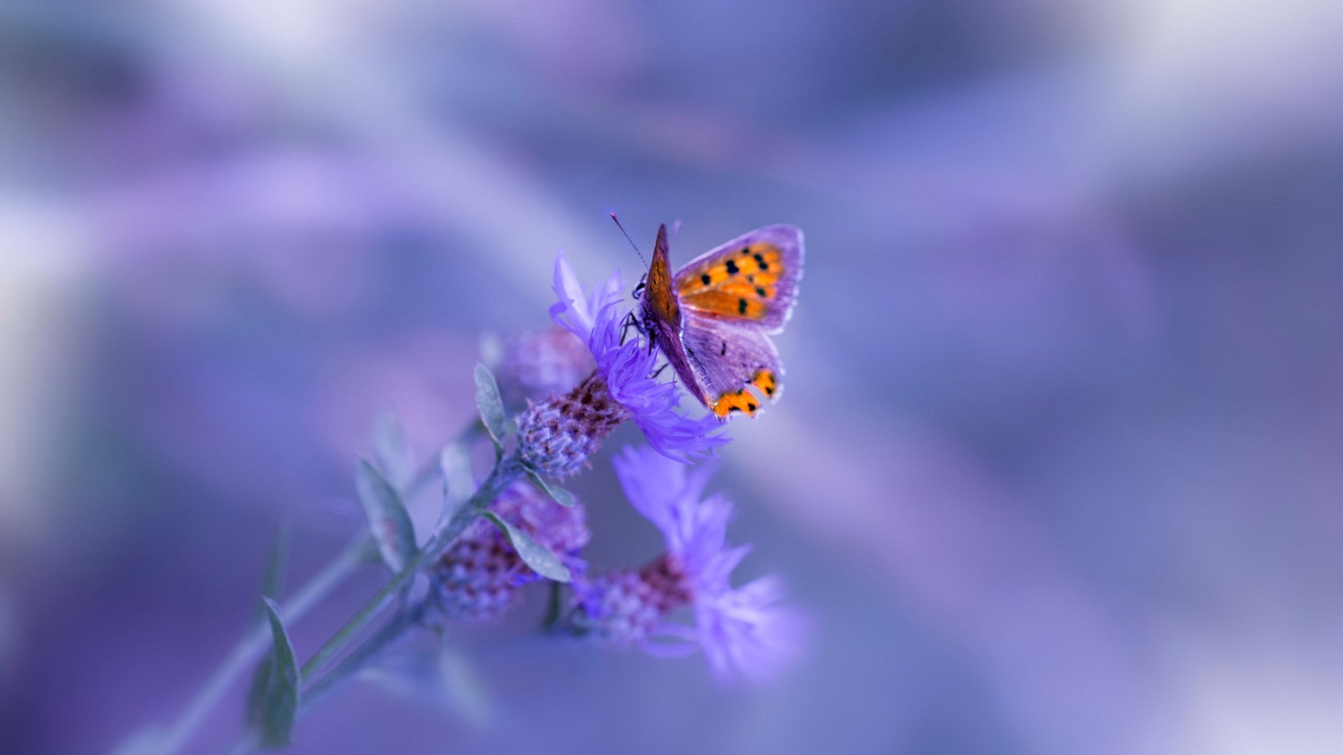 运动员退役后职业发展路径多元化探索，运动员退役后的生活现状