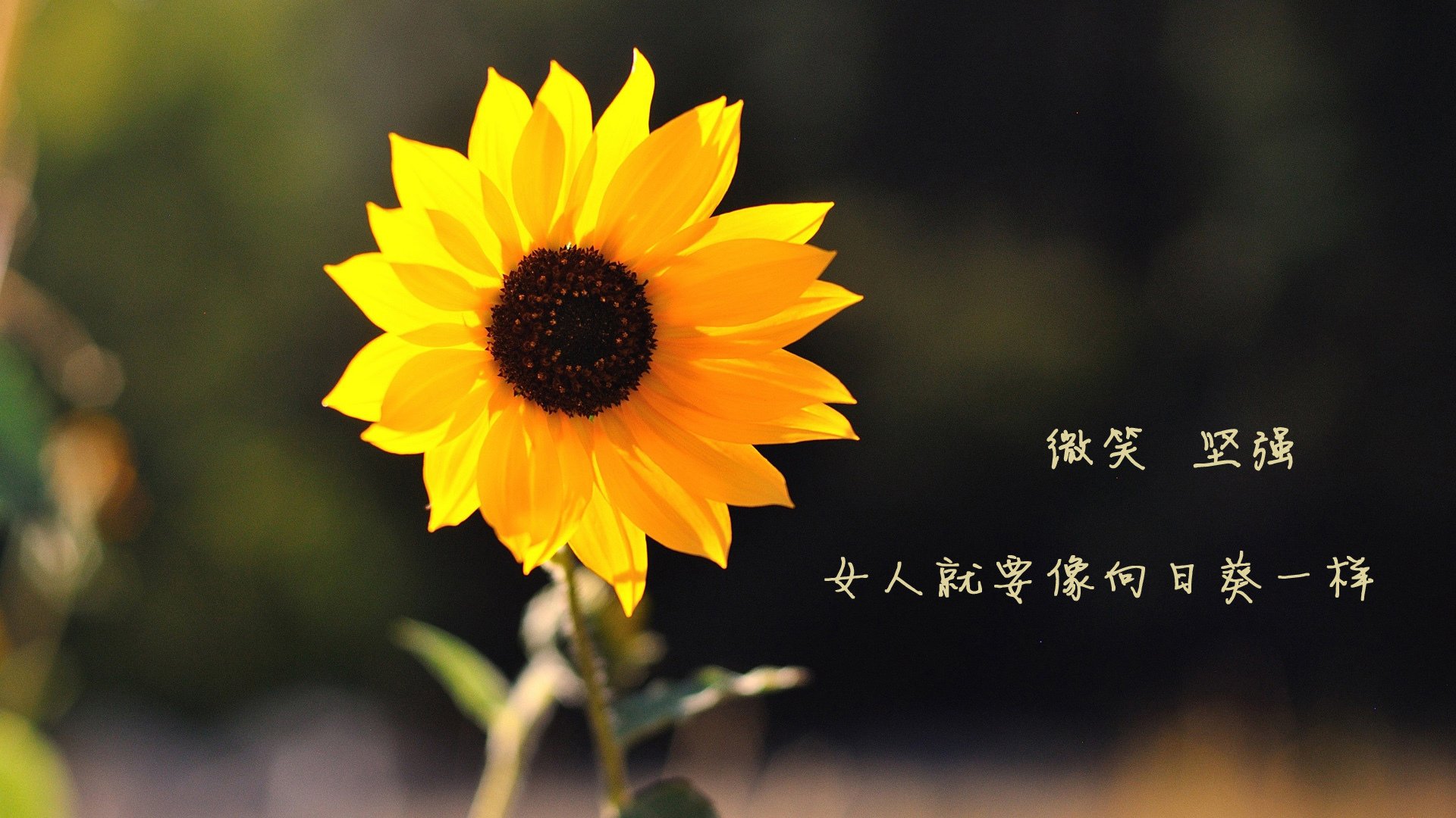 运动员退役后职业发展路径多元化探索，运动员退役后的生活现状