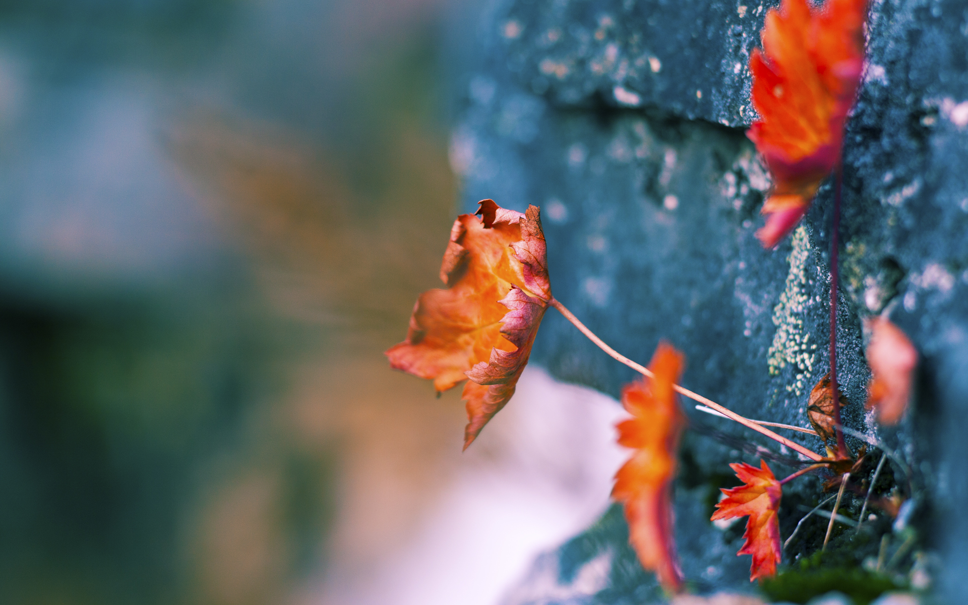 中国篮球教练团队的创新与挑战,中国篮球教练团队的创新与挑战论文